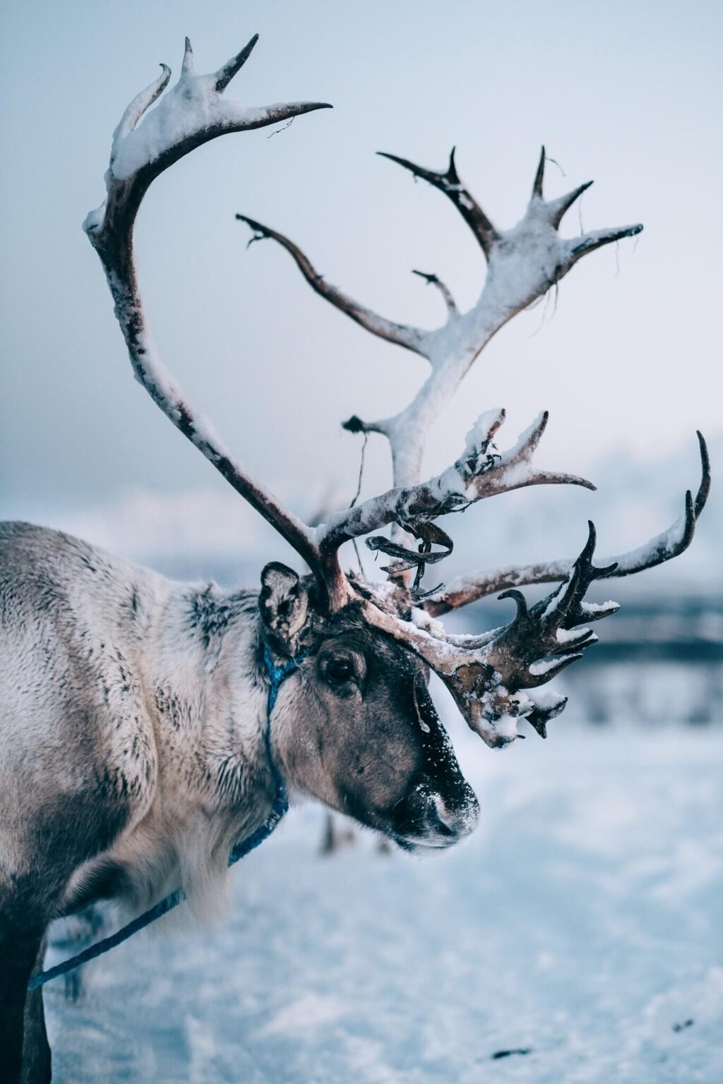 Reindeer Sami Culture Best Arctic