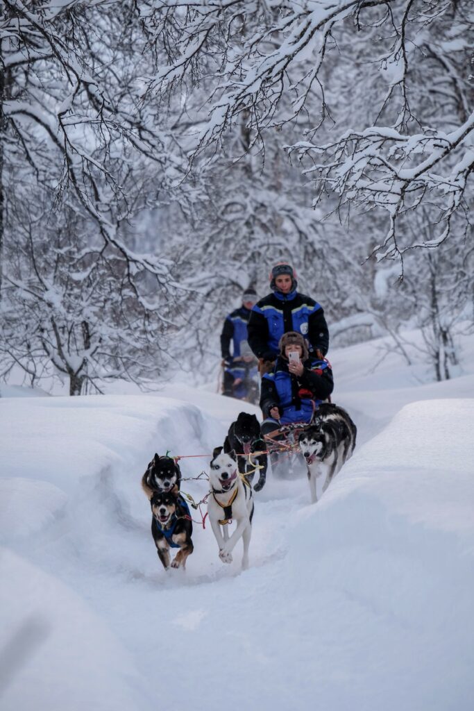 People dog sledding in the Arctic, Tromsø