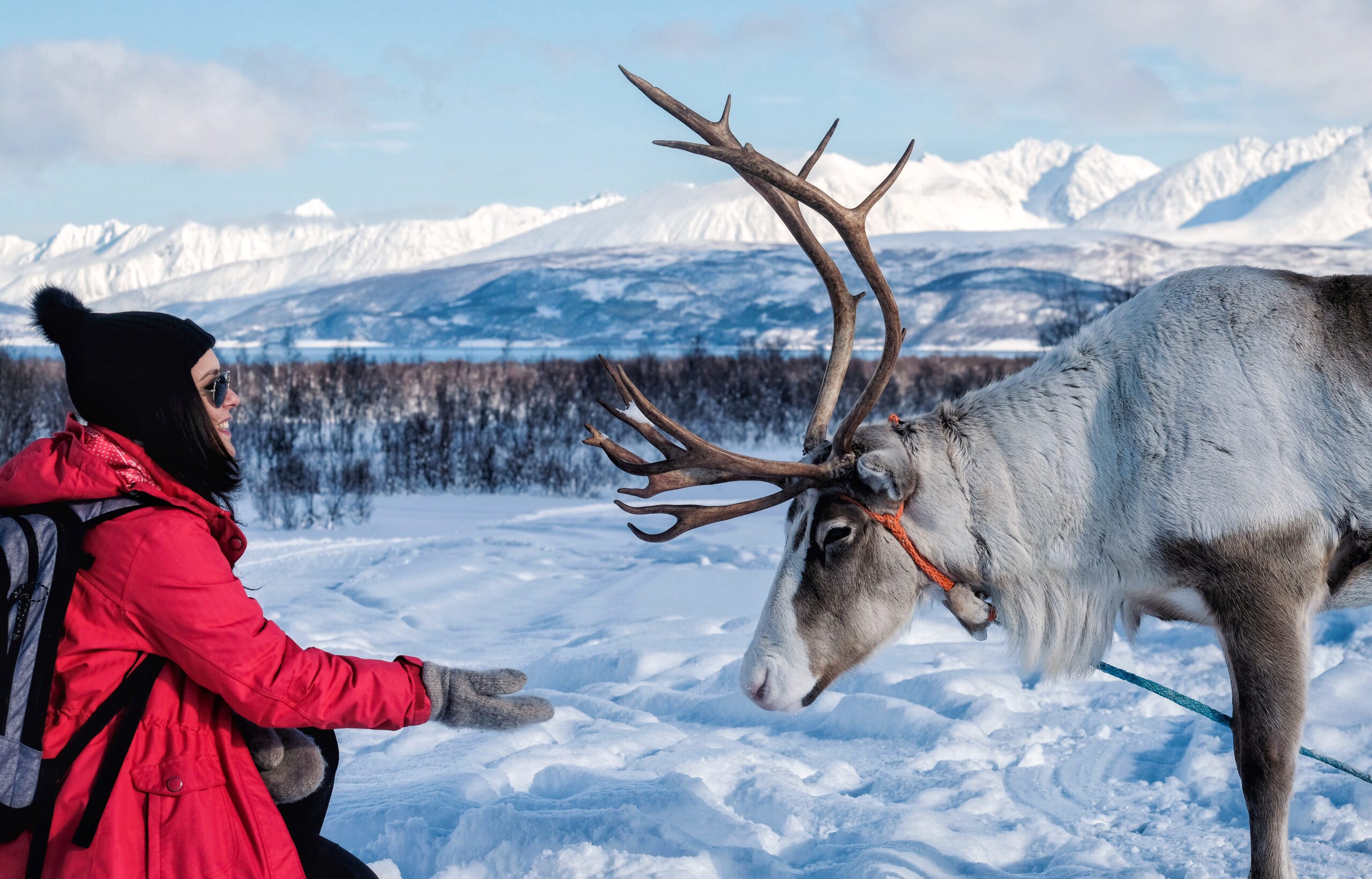 Girl feeding a reindeer in Northern Norway