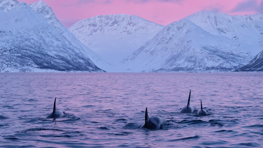 Whale watching in Tromsø, Norway