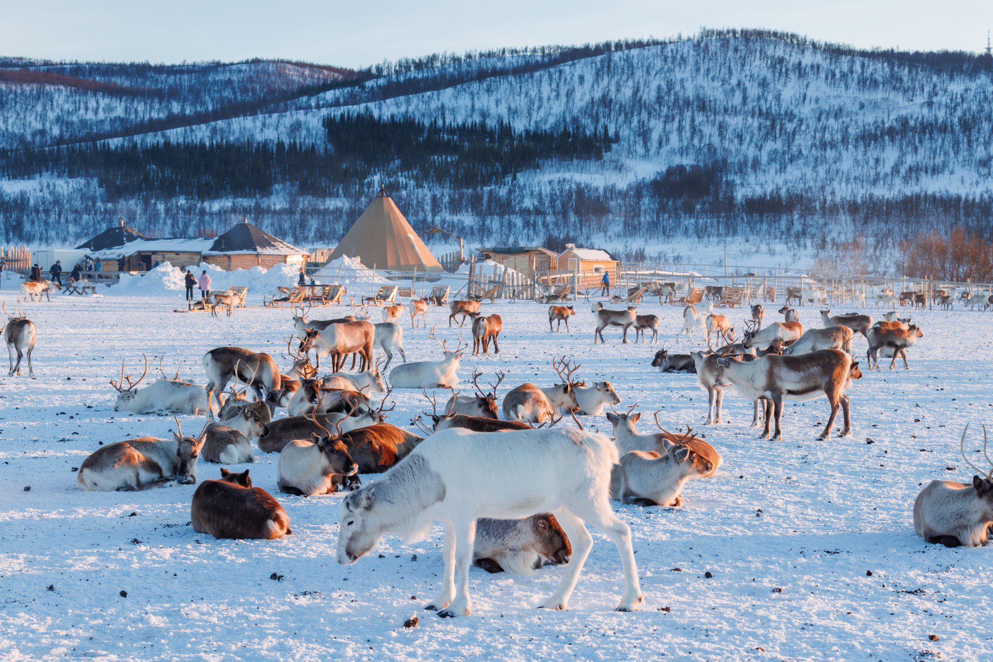 A reindeer camp in Tromso, Northern Norway