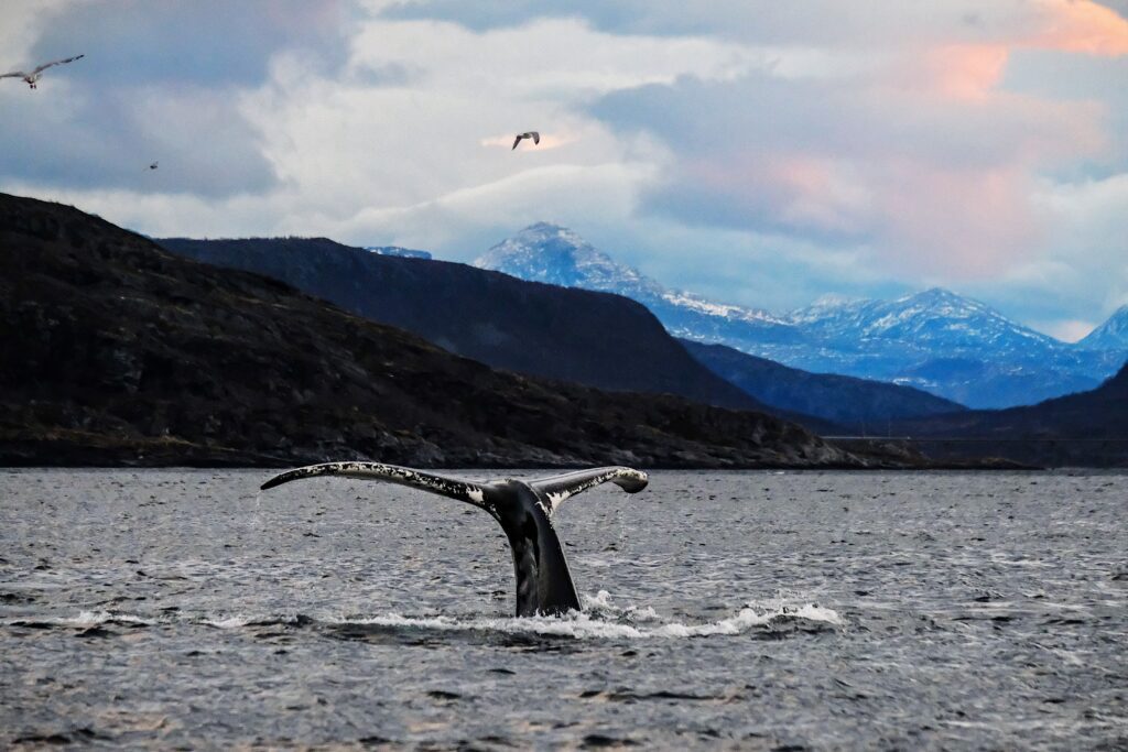 Photo of a whale diving, taken in Northern Norway