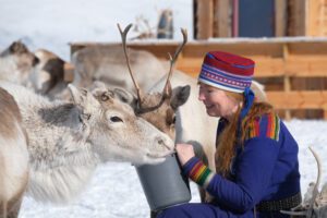 Sami woman feeding her reindeer in Northern Norway
