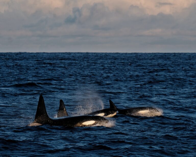Orcas swimming in the sea in Northern Norway