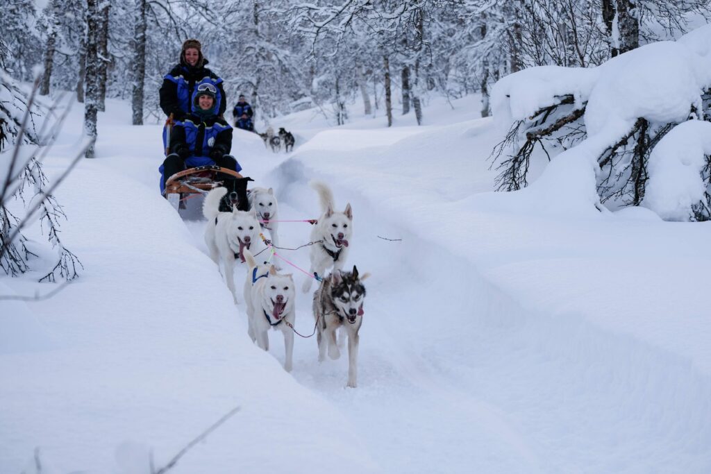 Types of dog breeds used on dog sledding tours in Tromsø