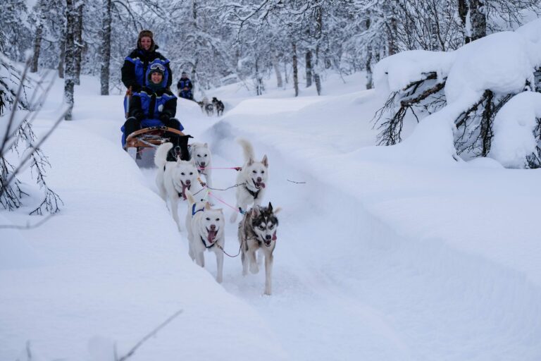Dog Sledding in Northern Norway with Best Arctic company