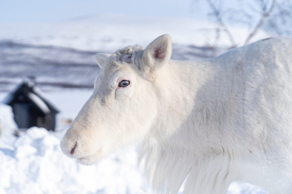 white reindeer in snowy scene