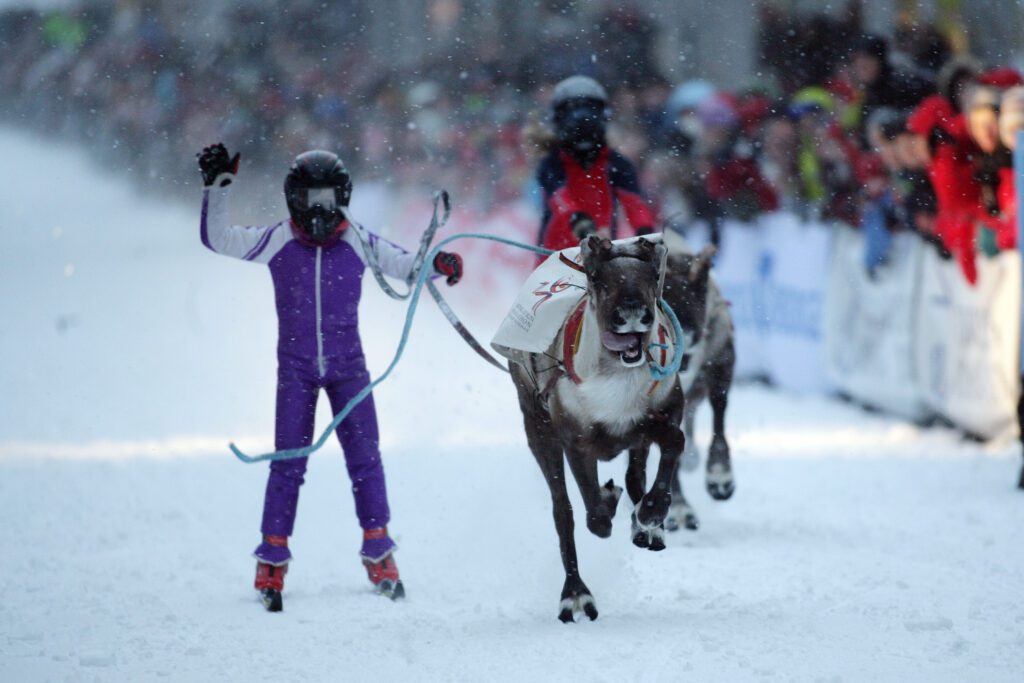 Reindeer races in Tromsø