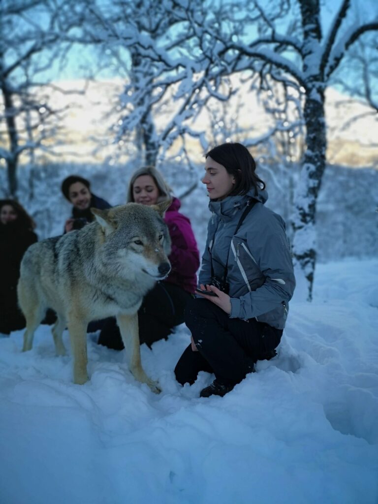 A person sitting next to the wolf in Narvik polar park
