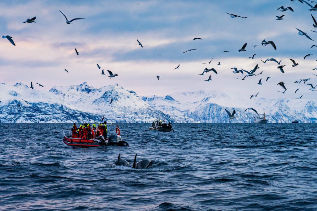 Whale watching in inflatable boat