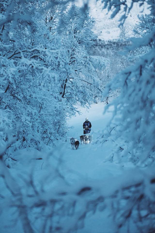 Dog sledding in the snow