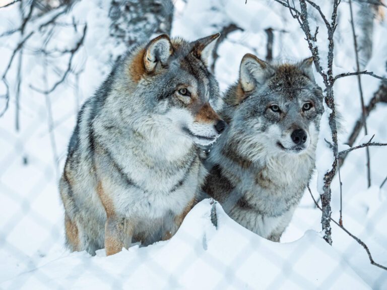 Wolves in the Polar park in Narvik, Norway