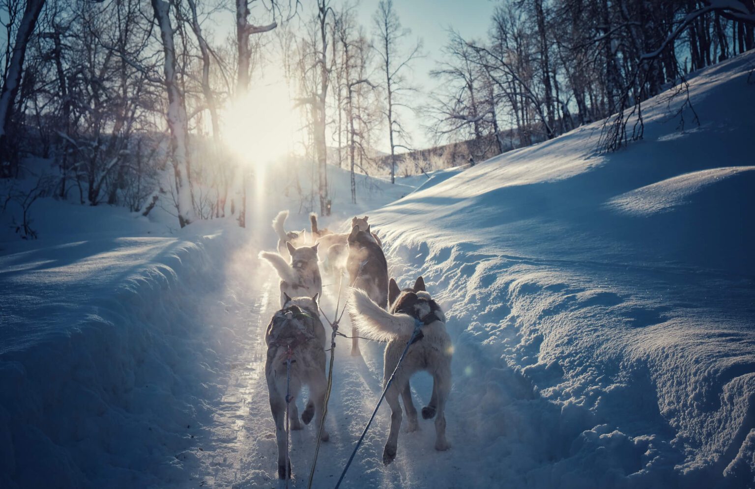 Dog sledding in the winter with sunshine