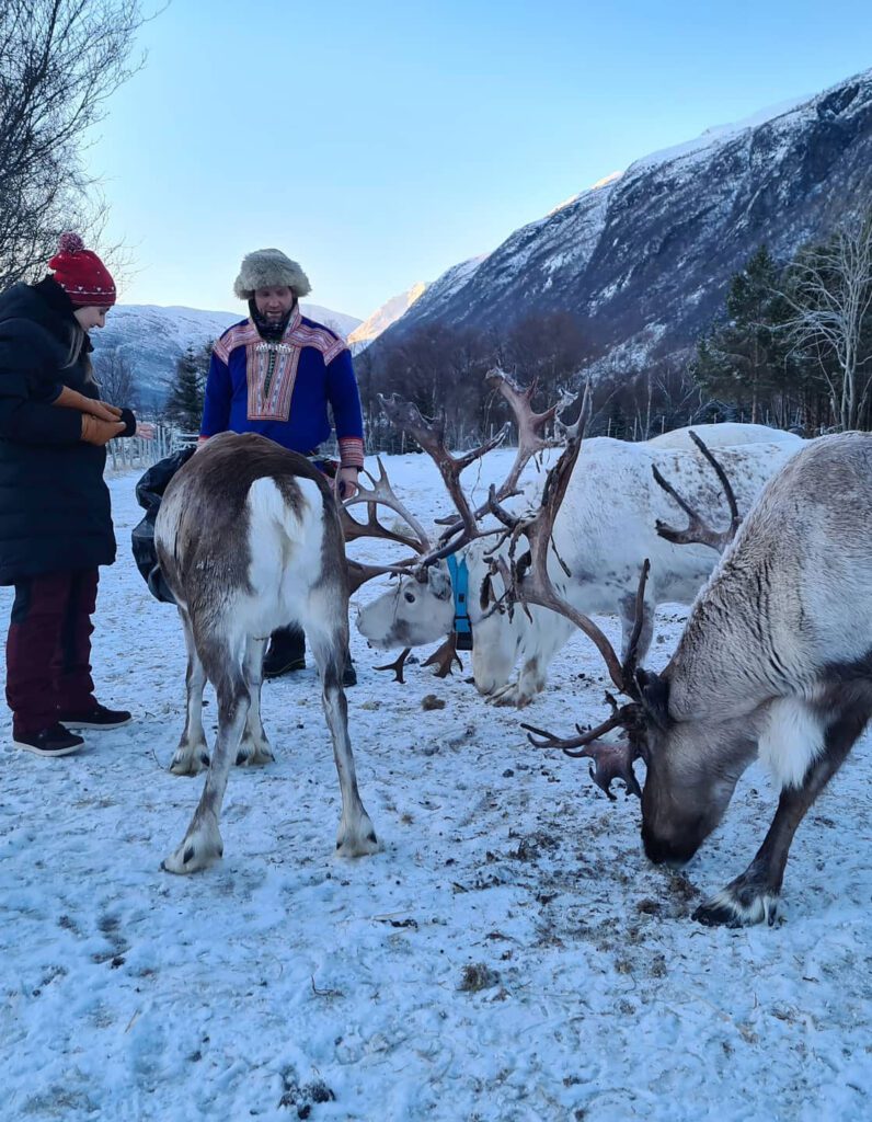 Sami man and reindeer