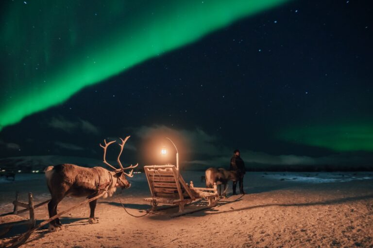 Reindeer and sleds with northern lights