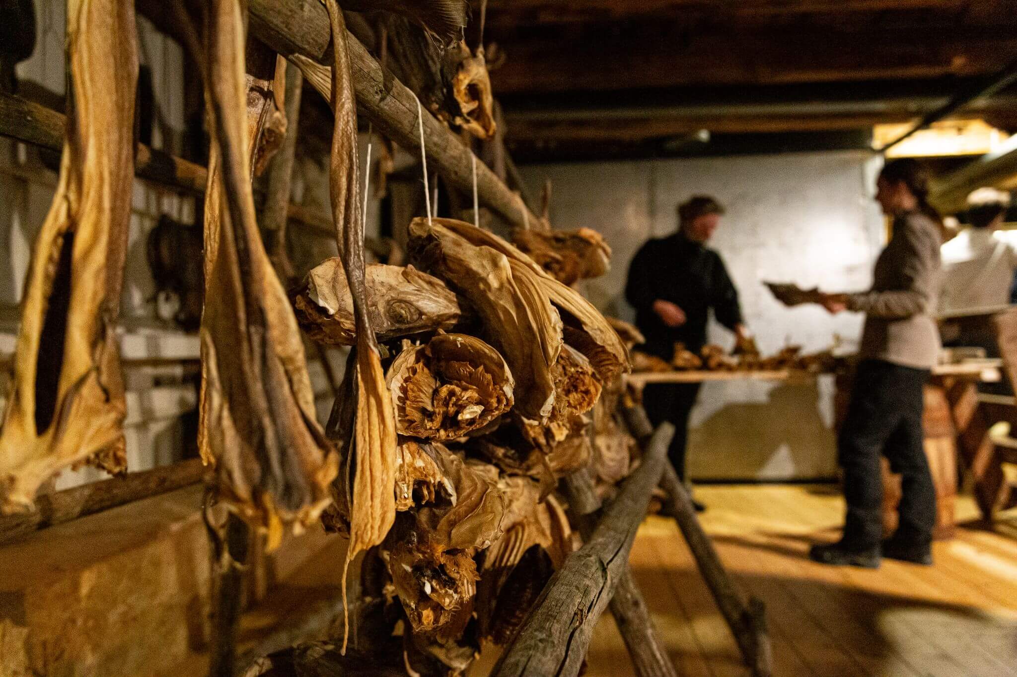 Dried fish in north Norway