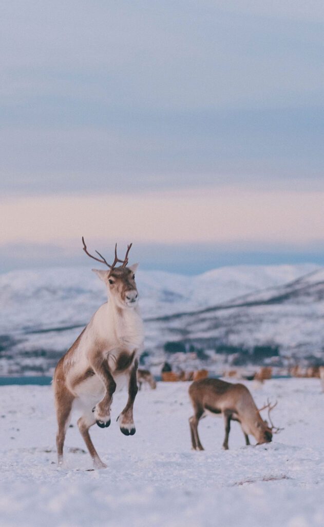 Reindeer on snow