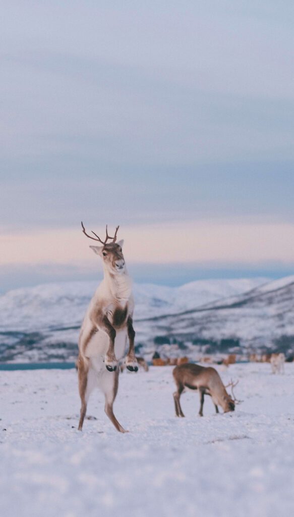 Two reindeers on snow