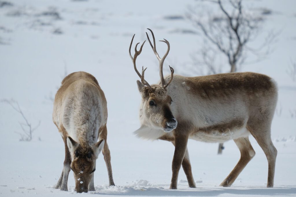 Reindeer in Tromsø