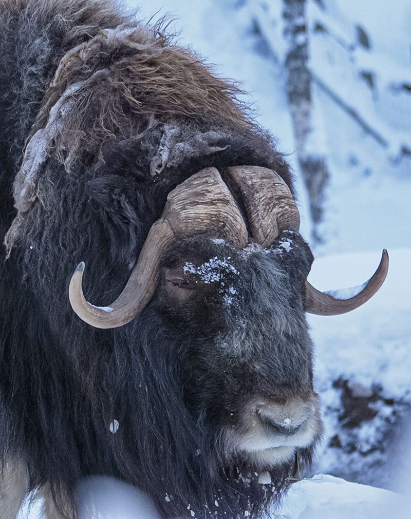Bison in polar park in Norway
