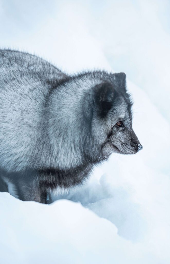 Polar fox in the snow