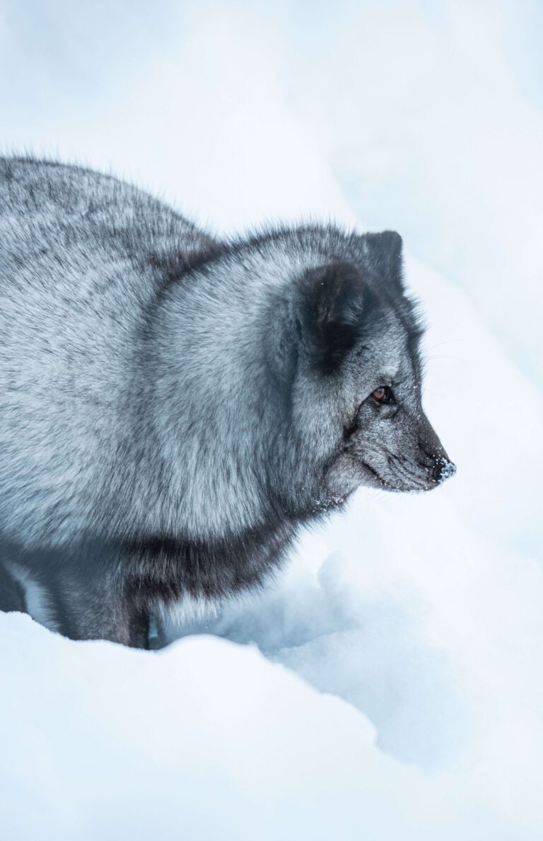 Polar fox in the snow