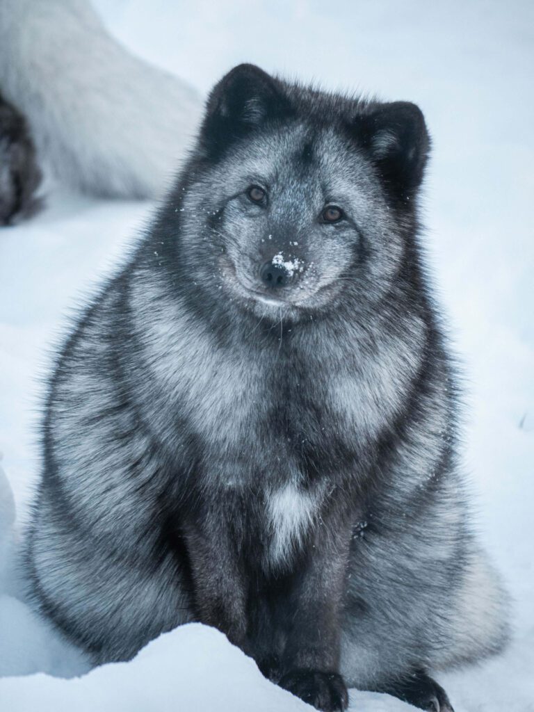 Arctic animals | Best Arctic Arctic animals | Best Arctic