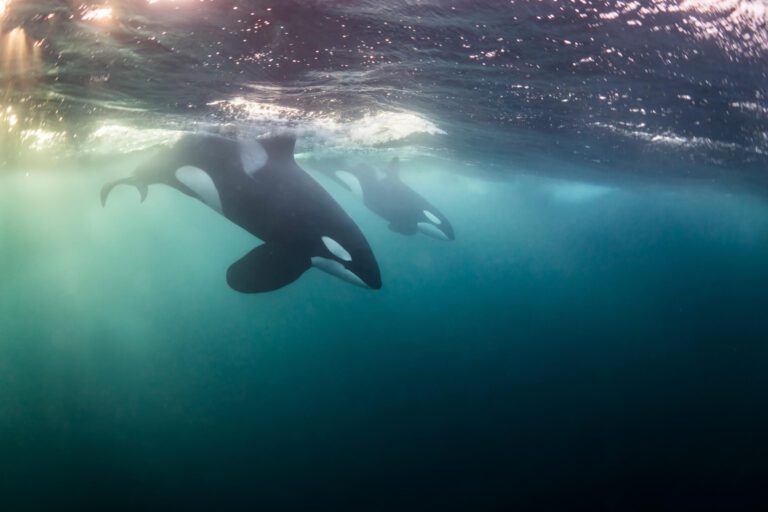 Orcas in the north Norwegian sea
