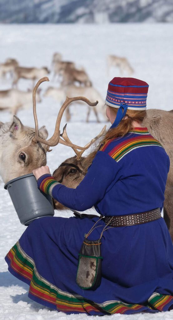 Sami women feeding reindeer