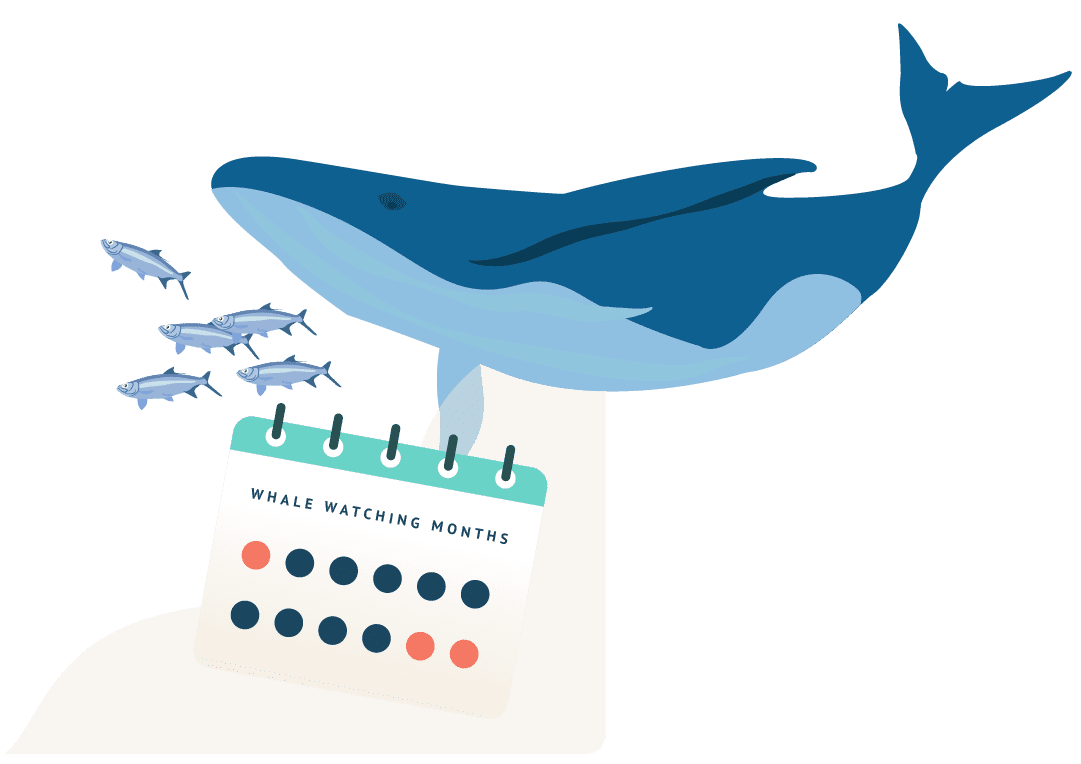 Whale watching calendar illustration