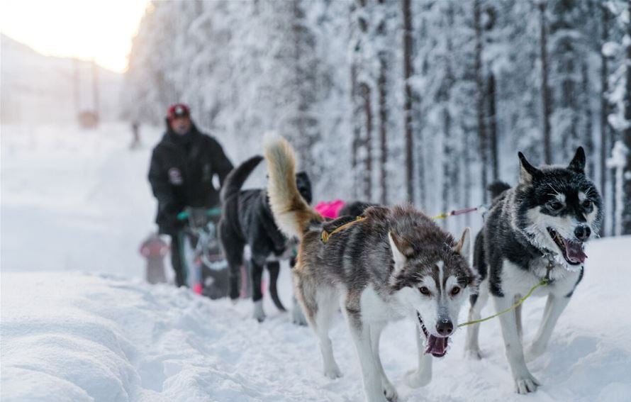 Dog sledding in Narvik