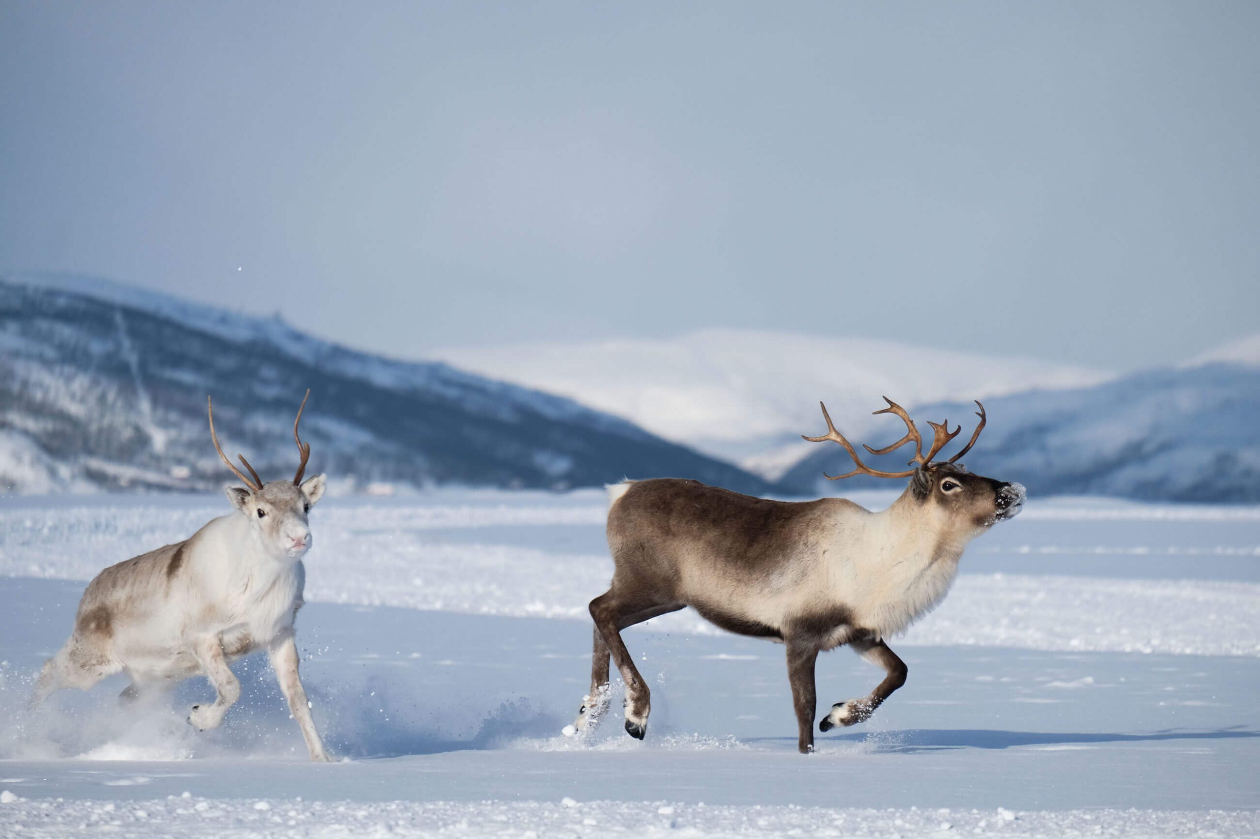 Reindeer on snow