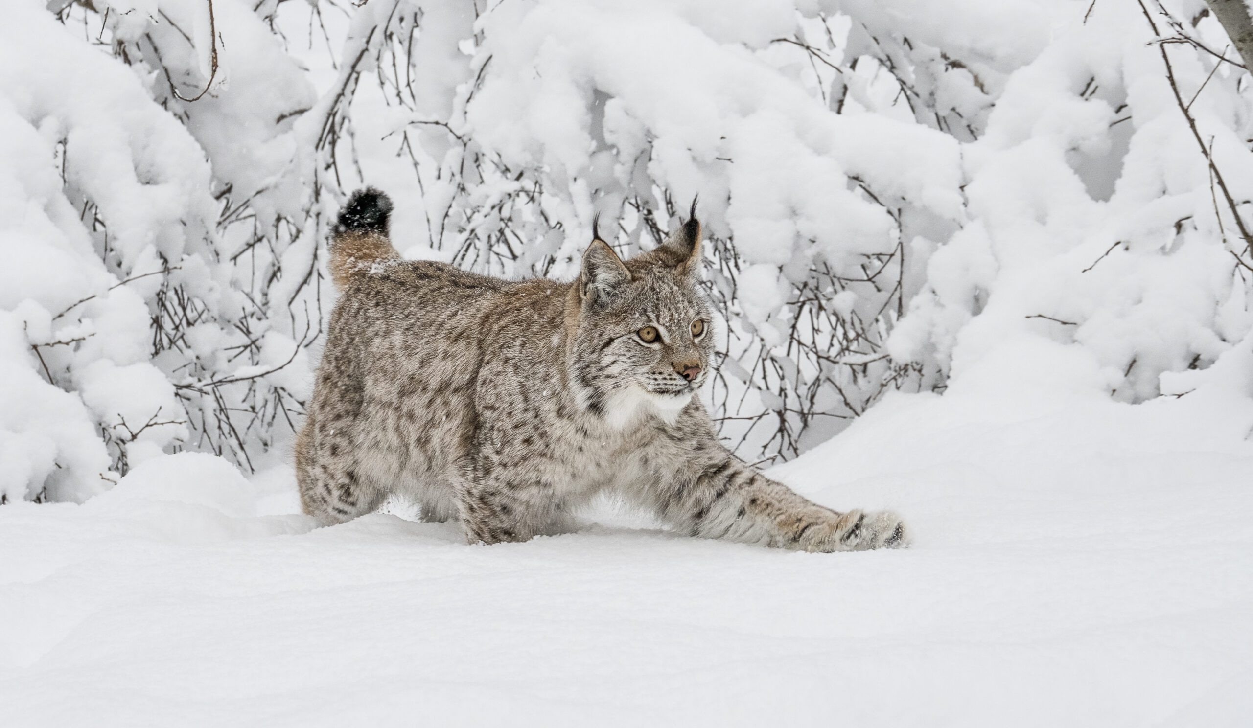 Lynx in Polar Park
