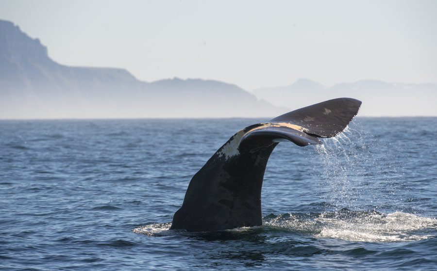 Whale watching in Norway this Summer 2024