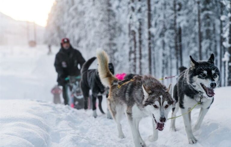 In the foreground, a pack of dogs running in the snow, during a dogsledding tour. In the background you can see the people on the sled enjoying the tour.