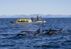 Whale watching by RIB in Andenes