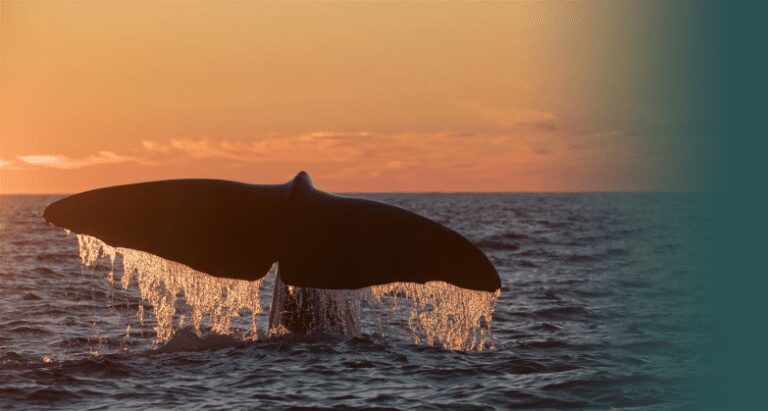 Whale tail in the sunset