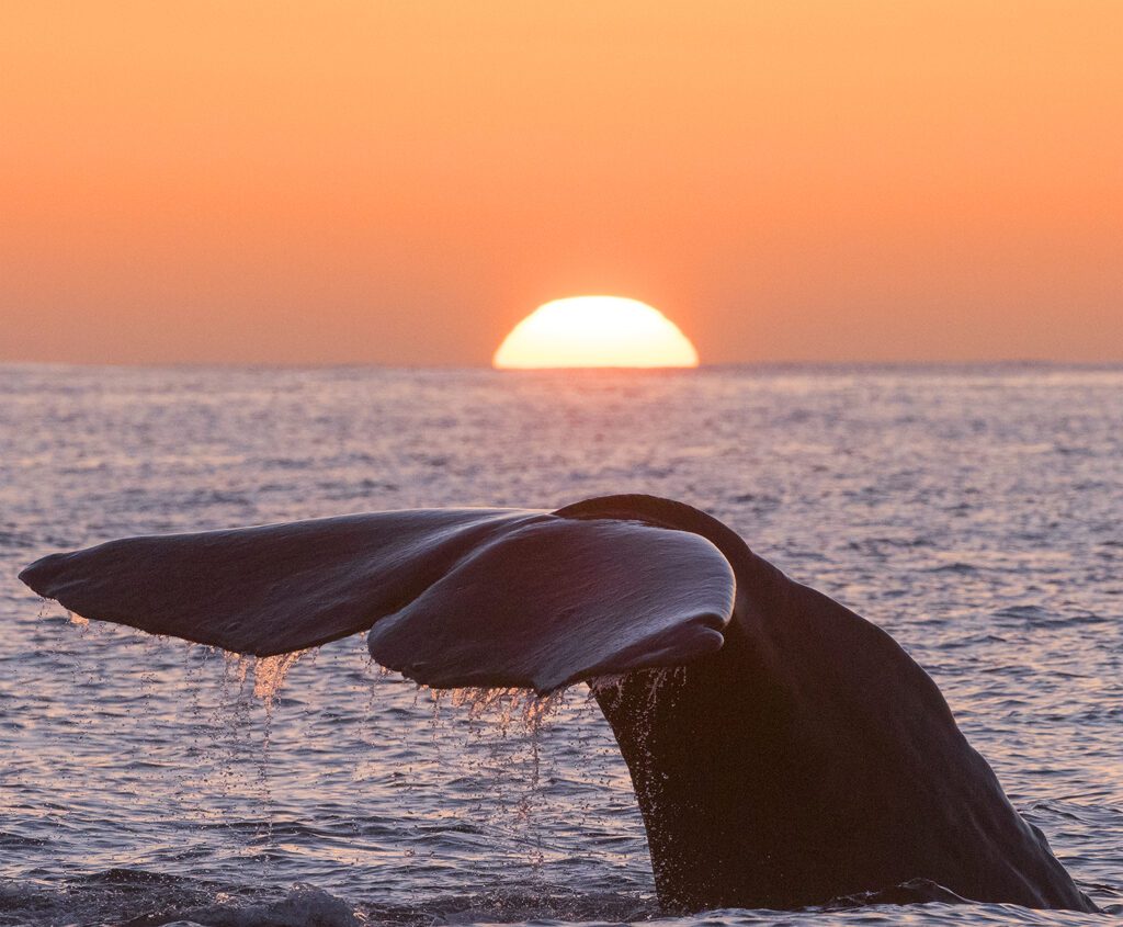 whale tail close up in the ocean with sunset in the background