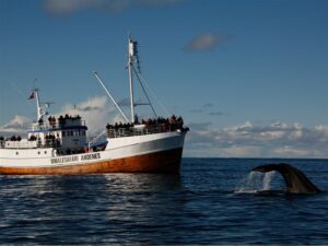 boat with whale