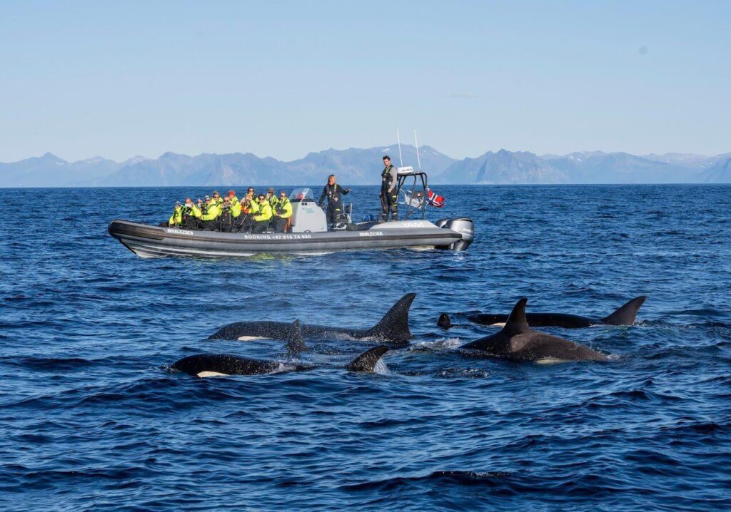 Visit The Lofoten Islands, Northern Norway | Best Arctic