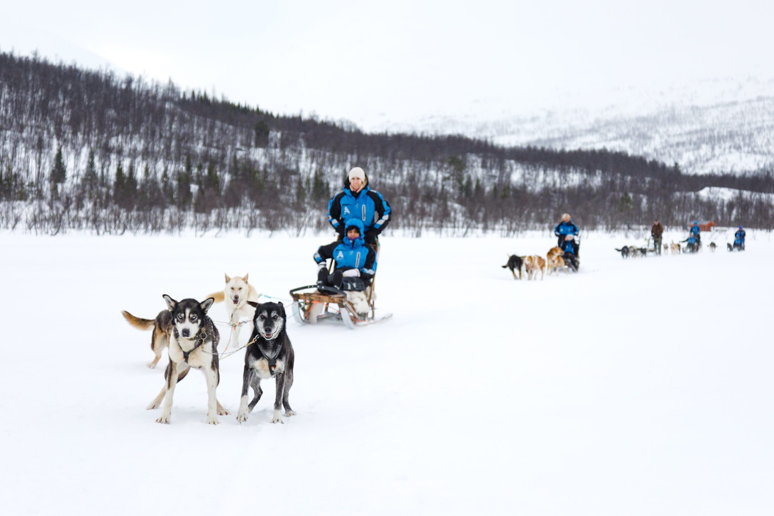 Dog sledding in tromsø, norway with best arctic