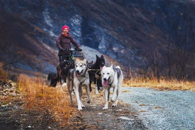 Dog Sledding with Carts, from Tromsø