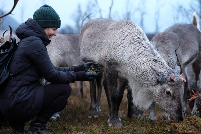 Reindeer Feeding and Sami Culture