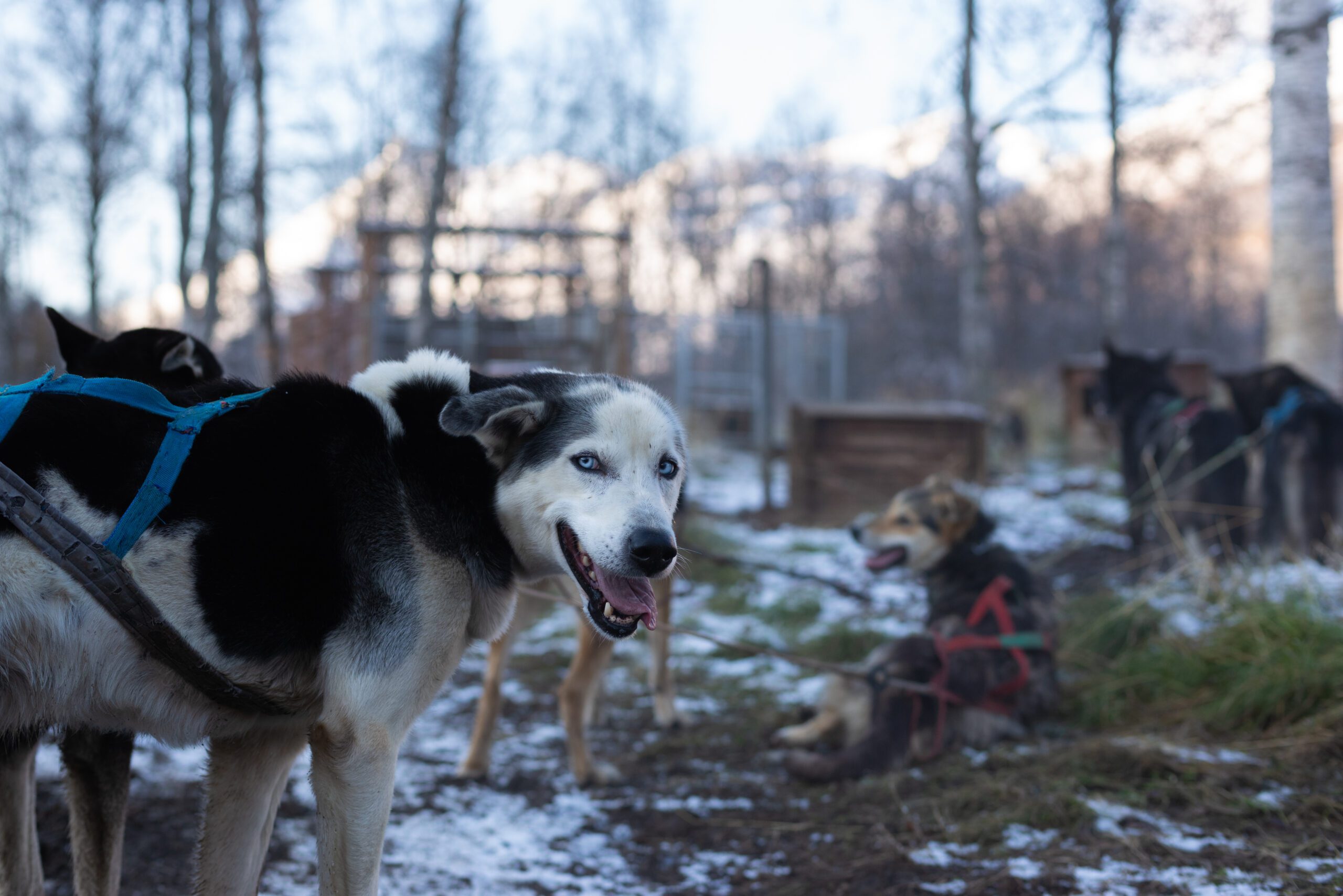 Dog Sledding with Carts_photos by Enrico Tedeschi