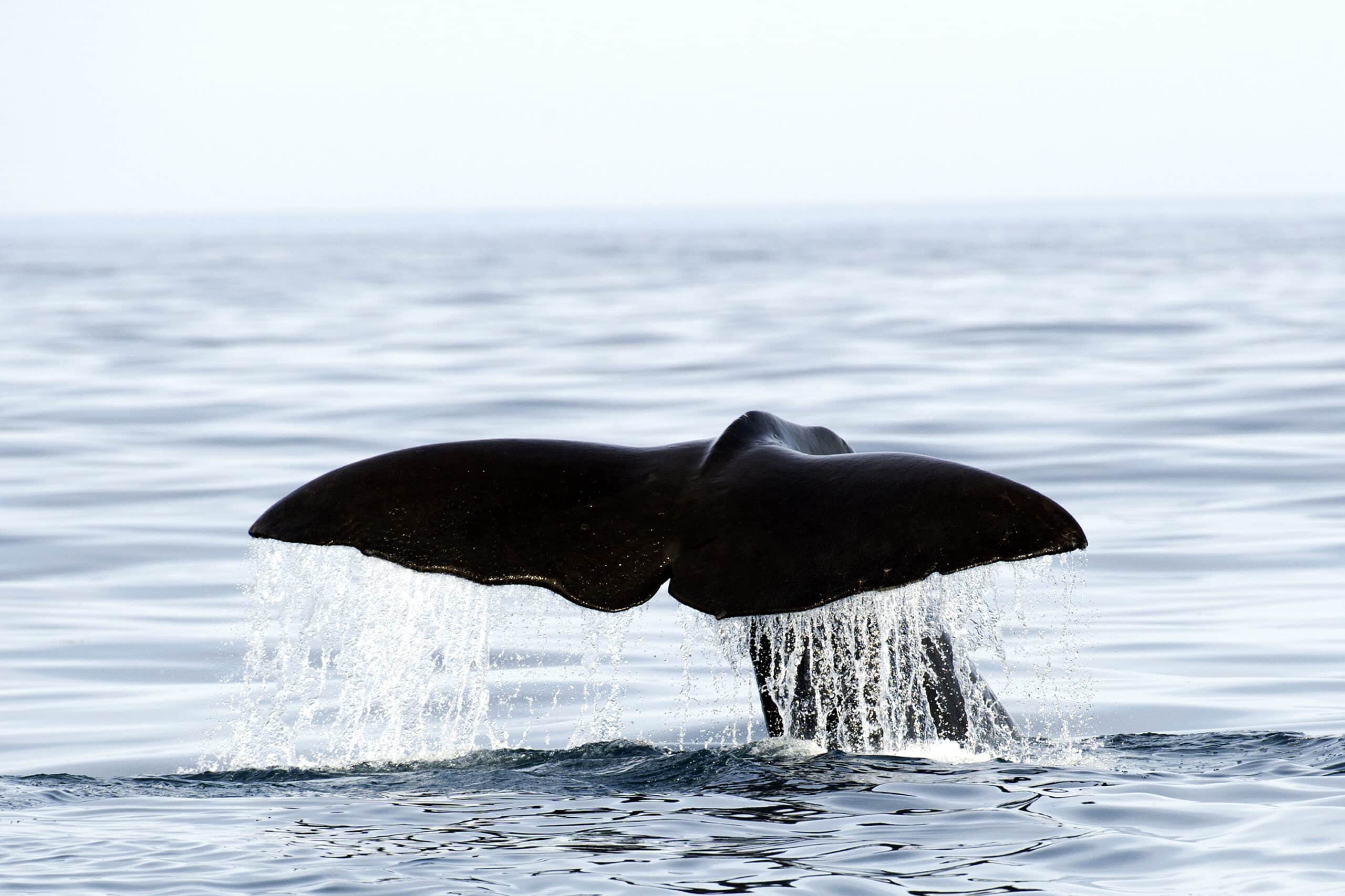 Whale Watching with Guarantee