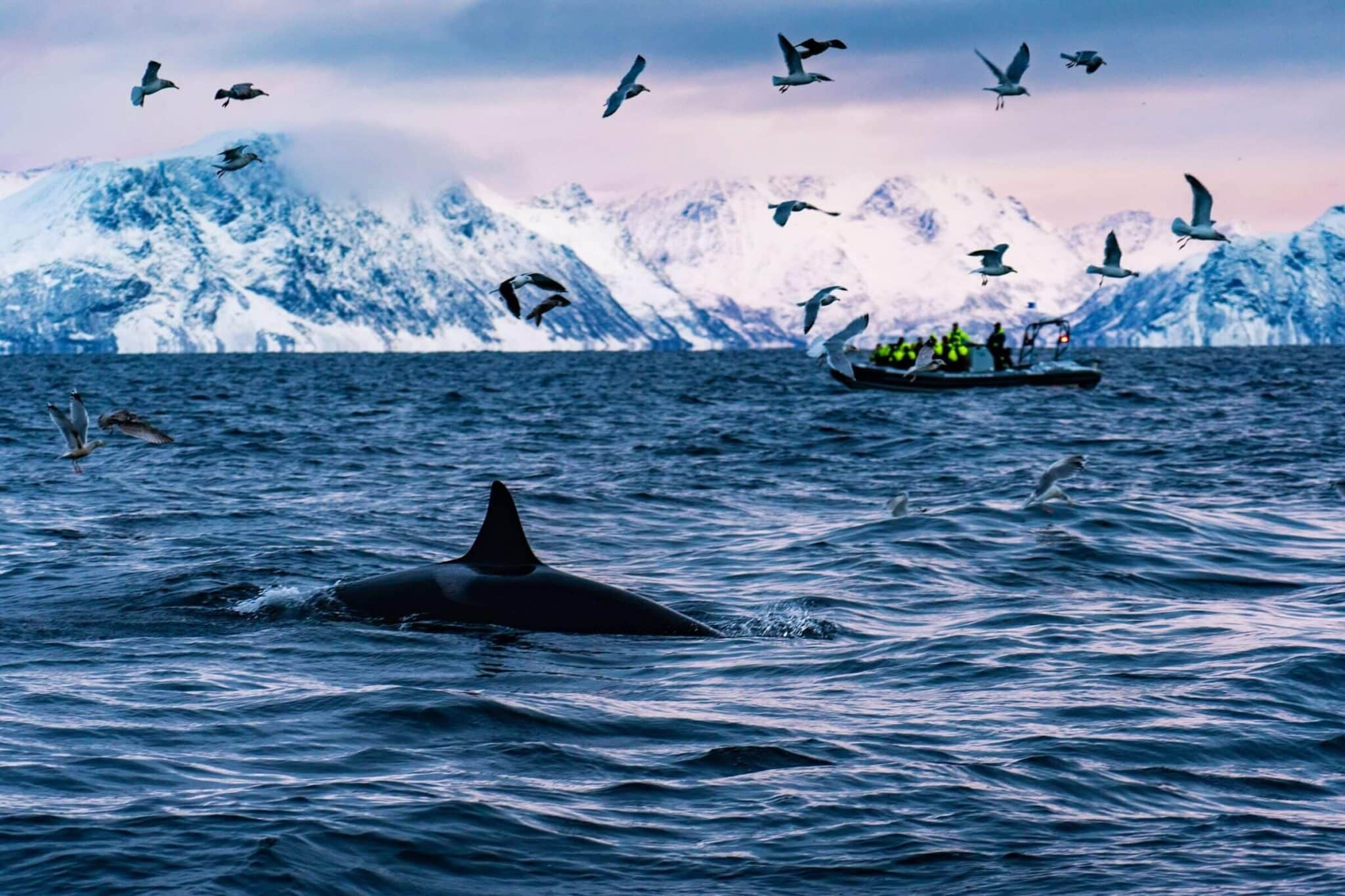 014049_Petr-Pavl-ek_Visit-Lyngen
