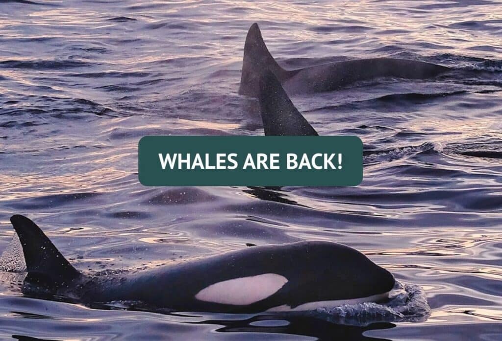 Silent Whale Watching