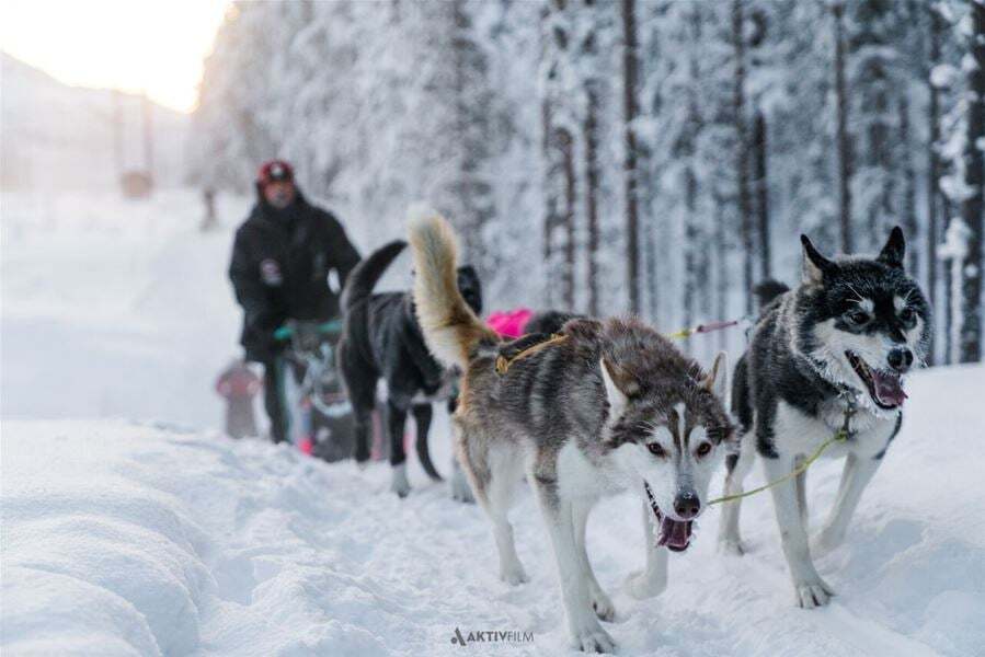 Dogsledding at Aurora Husky