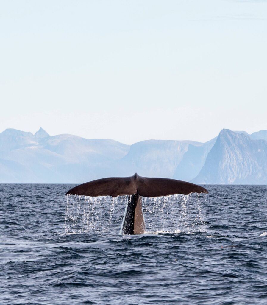 2.-Whale-watching-during-summer-in-Norway-1-2-897x1024-1