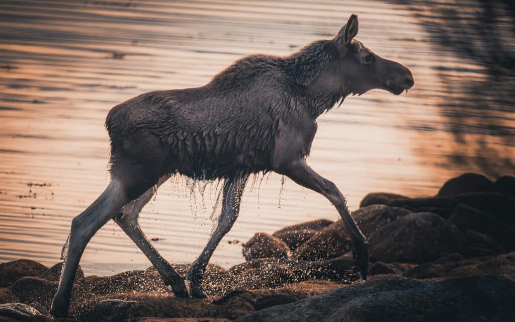 Elgsafari i Vesterålen